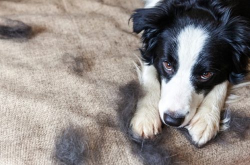 how to remove pet hair from your carpets